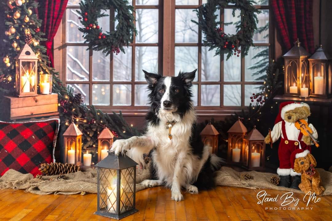 Offres Éclair #2 Kate Hiver Noël Intérieur Couronne Rideau Fenêtre Toile de fond conçue par Emetselch - Kate Backdrop FR