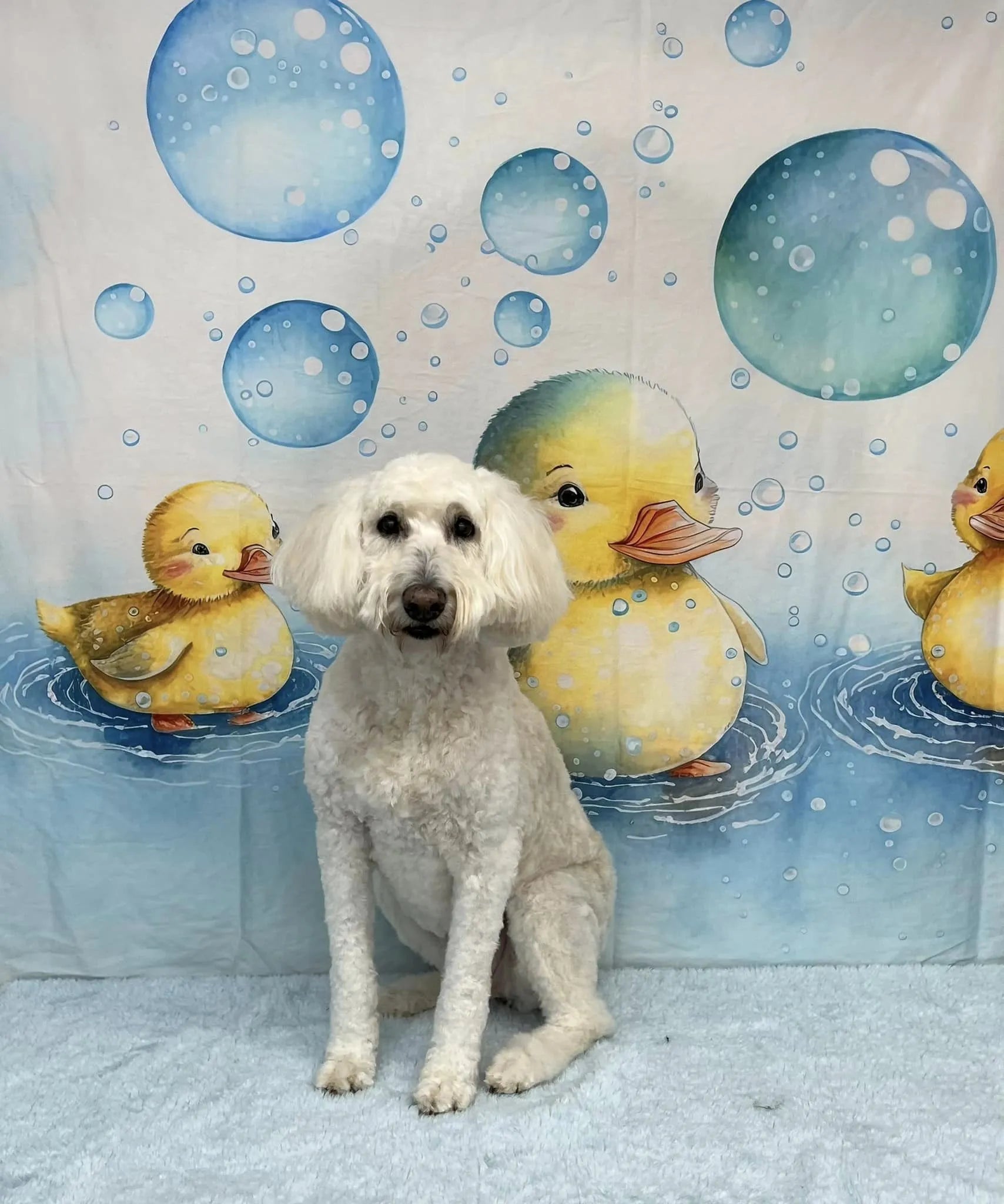 Kate Petit canard Jaune Bulle Bleu Toile de fond Conçu par Patty Robert - Kate Backdrop FR