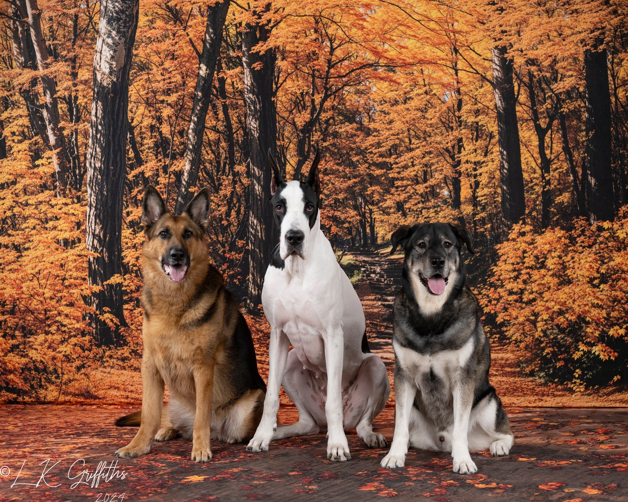 Kate Automne Forêt Chemin Jaune Toile de fond conçue par Emetselch - Kate Backdrop FR