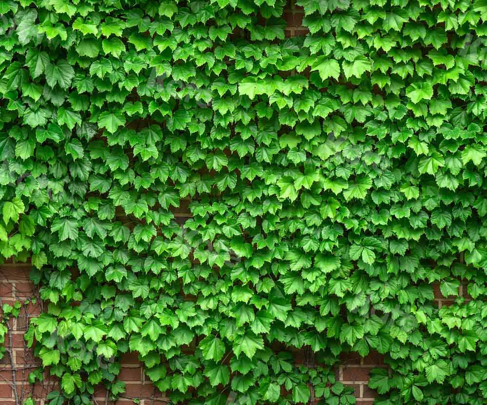 Kate rue Voir Vigne Toile de fond Mur de briques conçu par Chain Photographie - Kate Backdrop FR